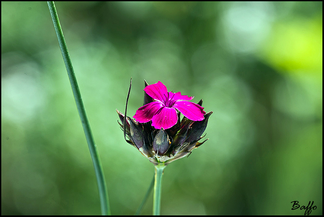 Dianthus sanguineus / Garofano sanguigno